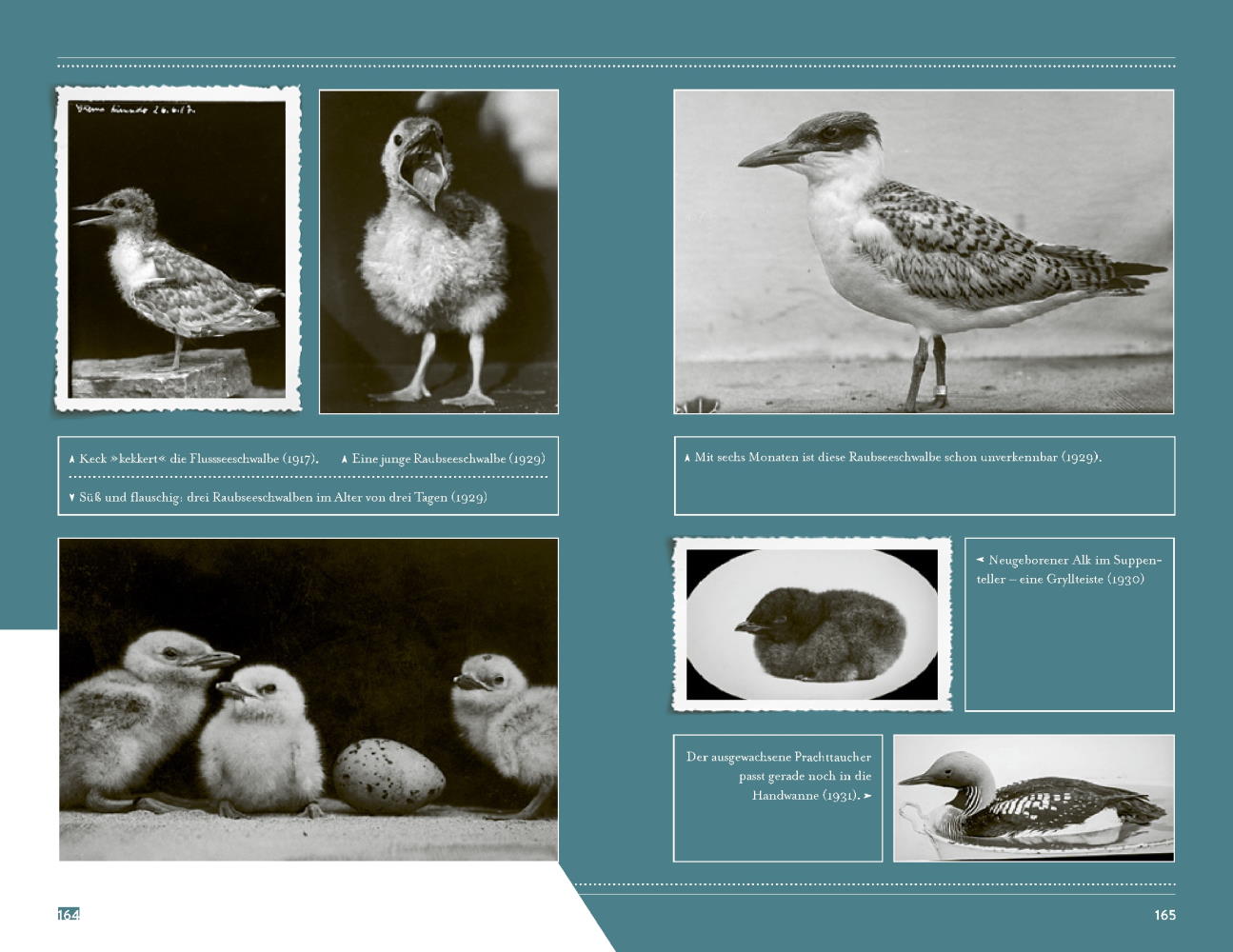 9783957283955_innenansicht_07 9783957283955_innenansicht_07.jpg