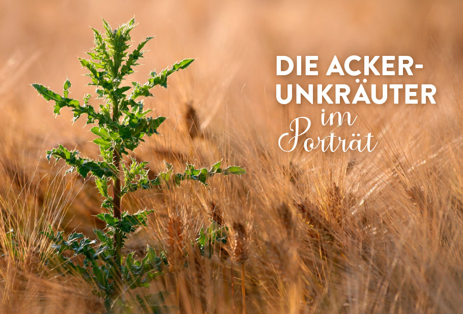 9783818620400_innenansicht_02.jpg