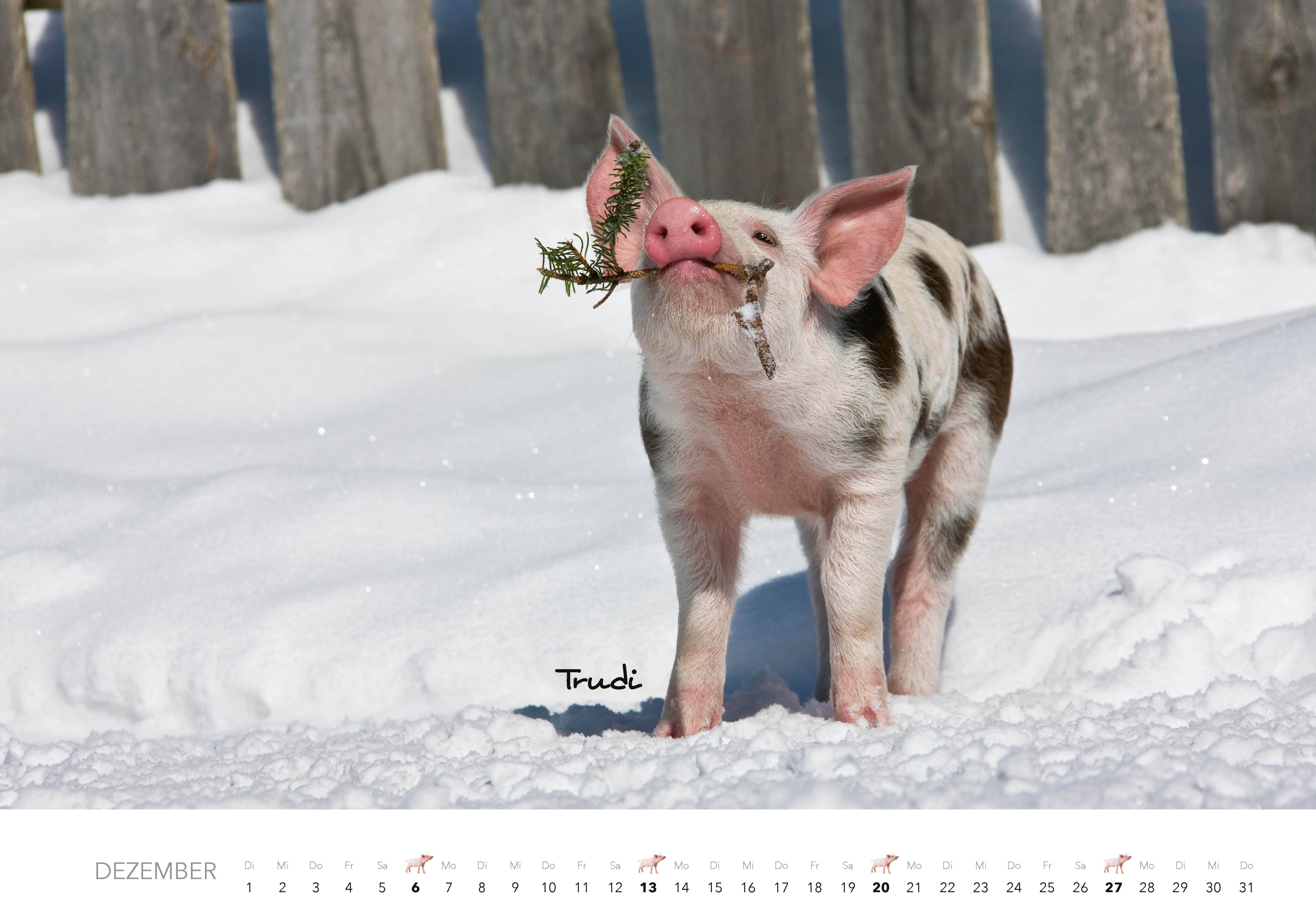 9783966649704_innenansicht_12 9783966649704_innenansicht_12.jpg