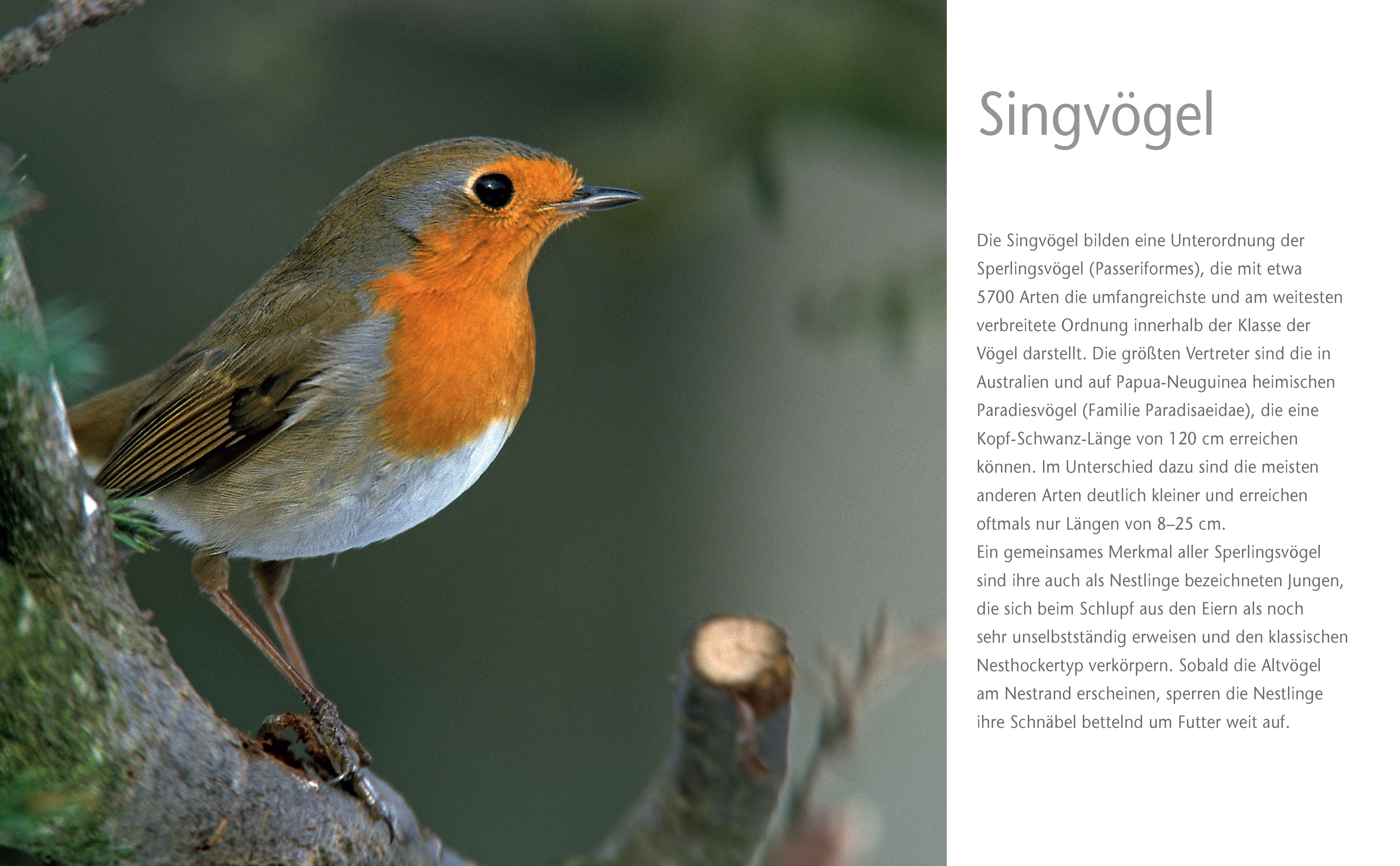 9783625192411_innenansicht_04 9783625192411_innenansicht_04.jpg