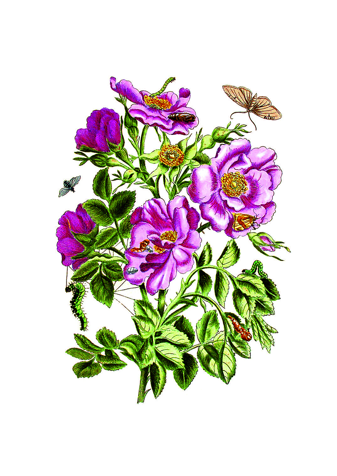 9783968492049_innenansicht_04.jpg