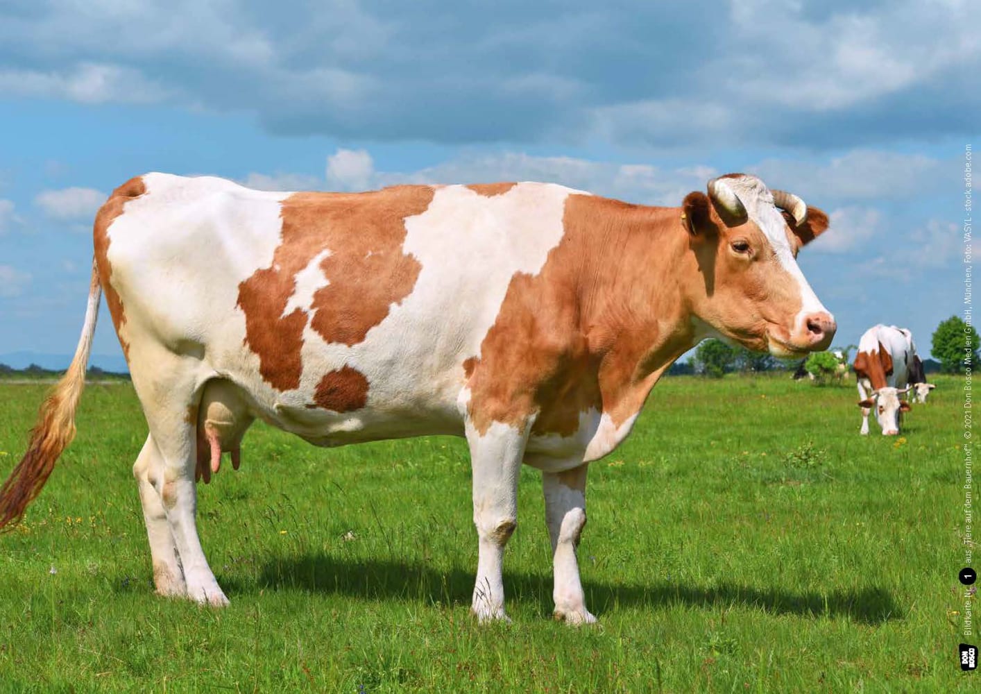 4260179517266_innenansicht_03 4260179517266_innenansicht_03.jpg