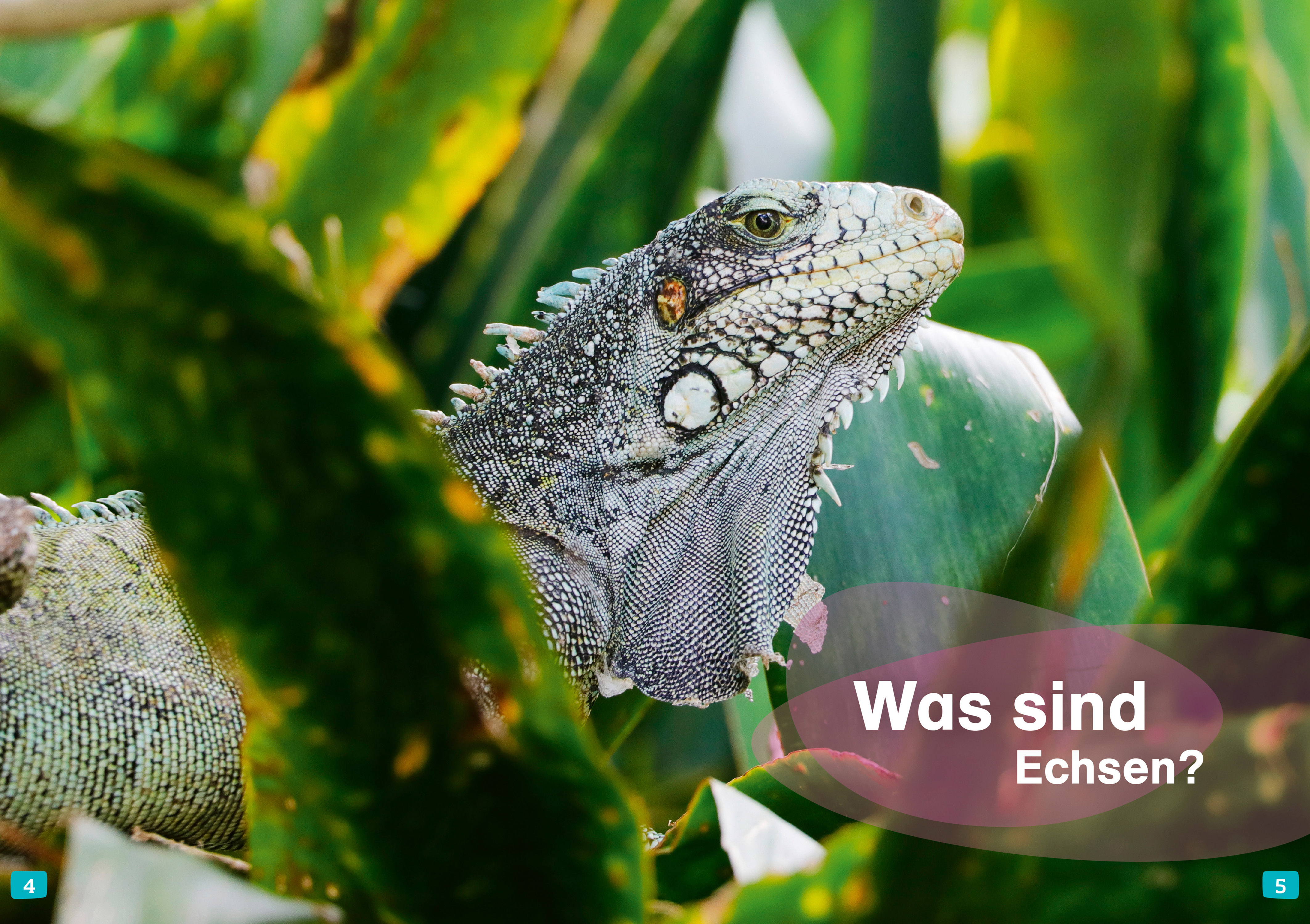 9783788677404_innenansicht_01 9783788677404_innenansicht_01.jpg