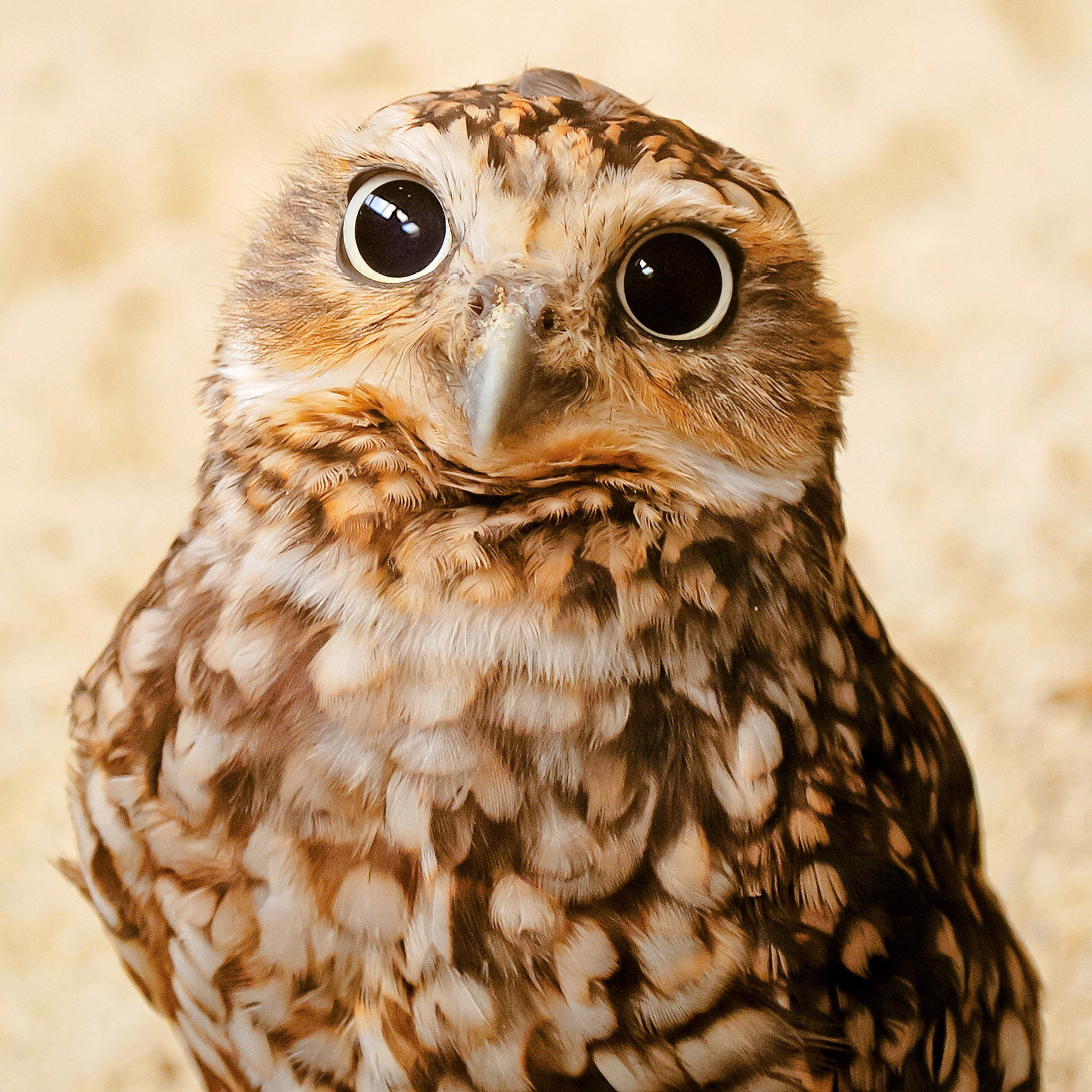 9783959295208_innenansicht_05 9783959295208_innenansicht_05.jpg