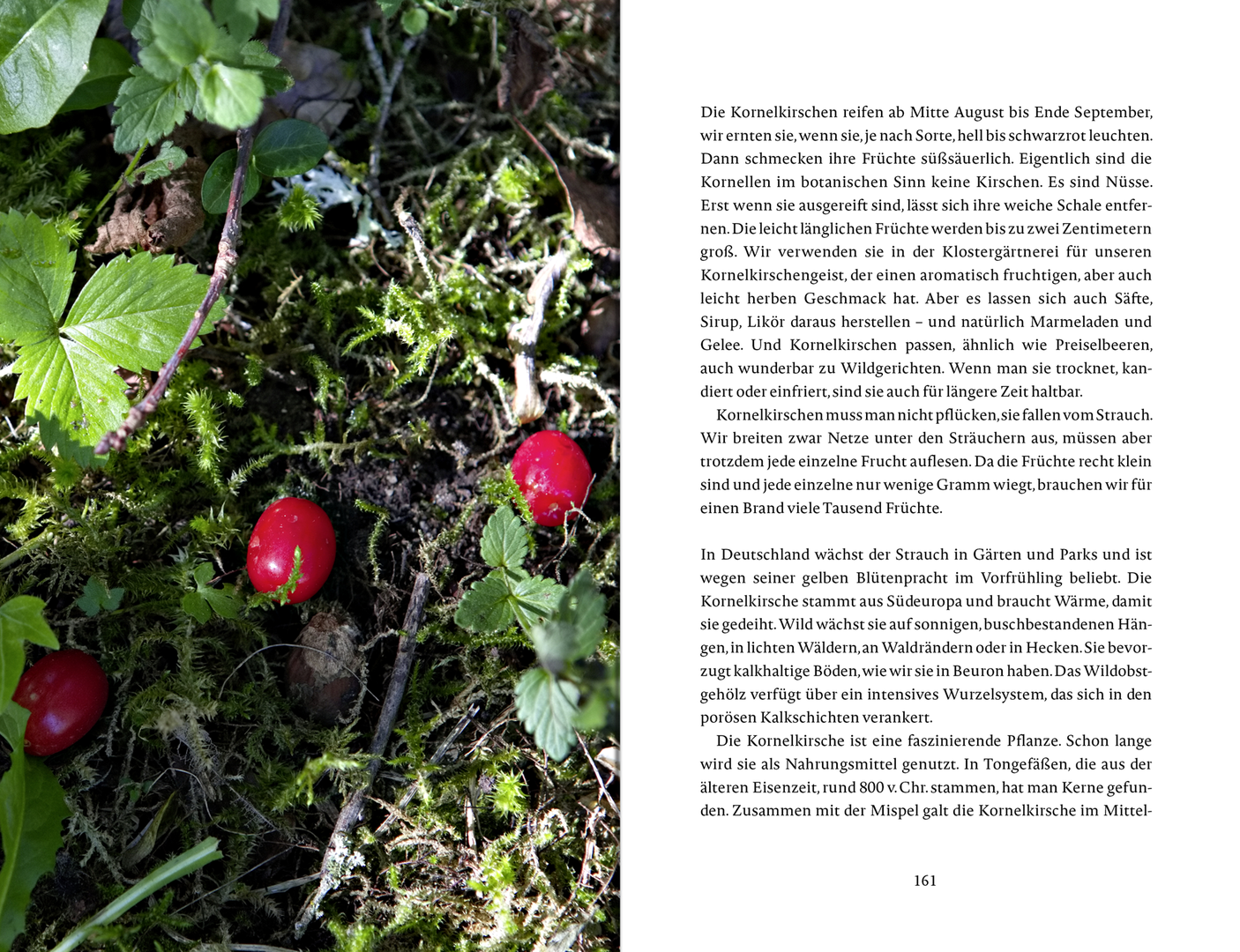 9783963402081_innenansicht_10 9783963402081_innenansicht_10.png