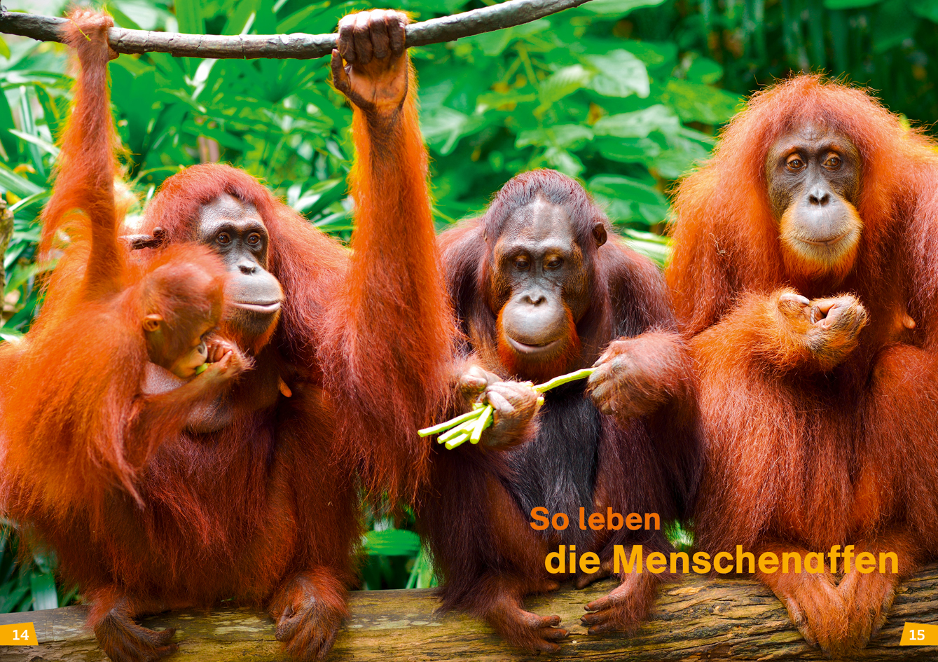 9783788676780_innenansicht_01.jpg