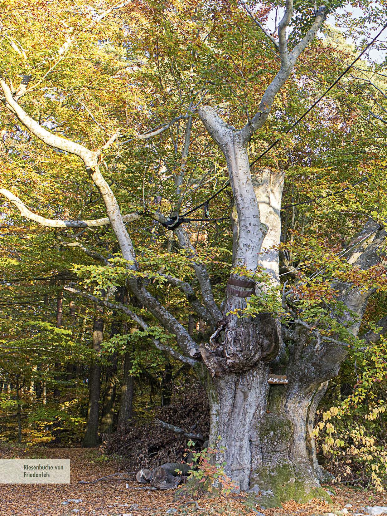 9783955870942_innenansicht_05 9783955870942_innenansicht_05.jpg