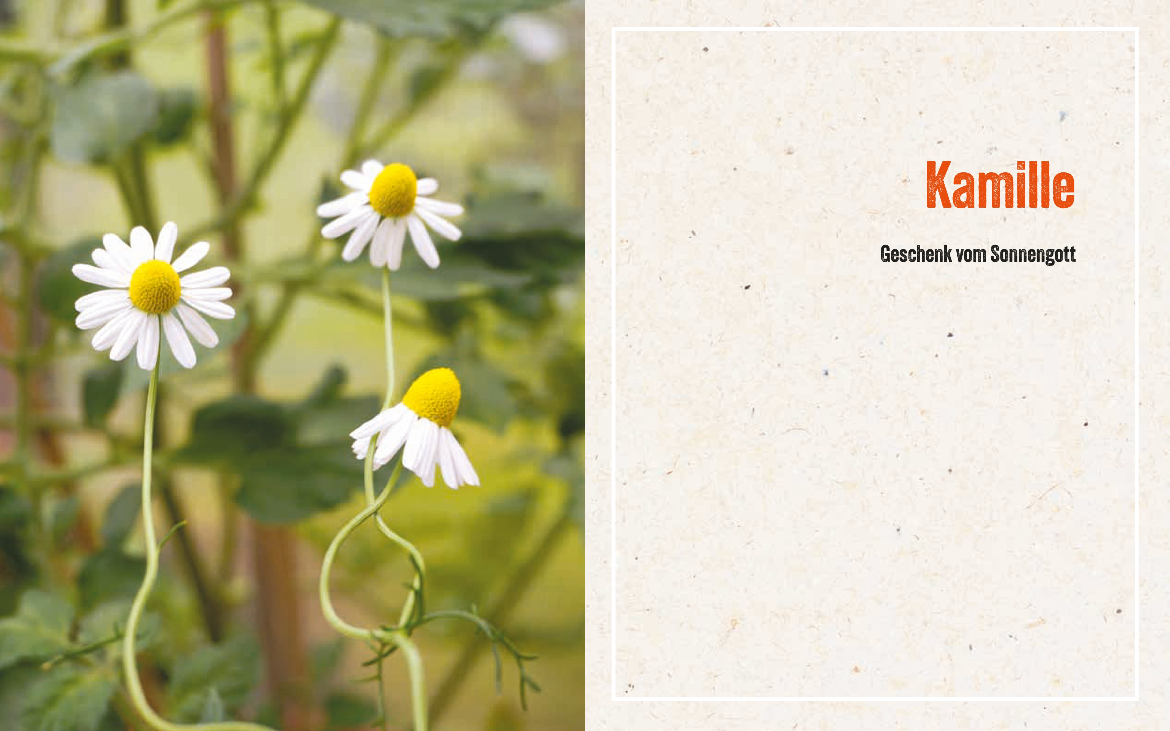 9783702511043_innenansicht_05 9783702511043_innenansicht_05.jpg