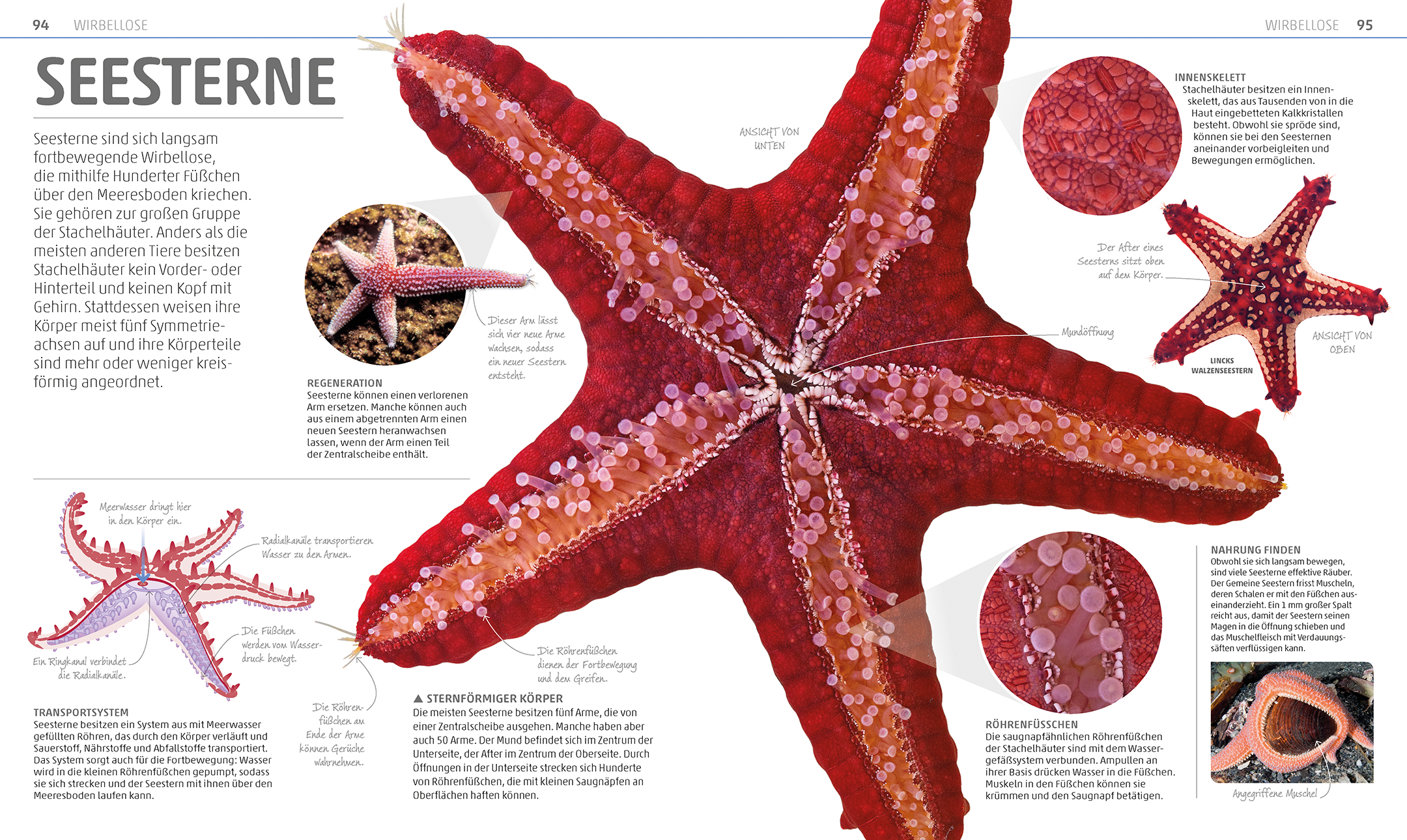 9783831035557_innenansicht_04 9783831035557_innenansicht_04.jpg