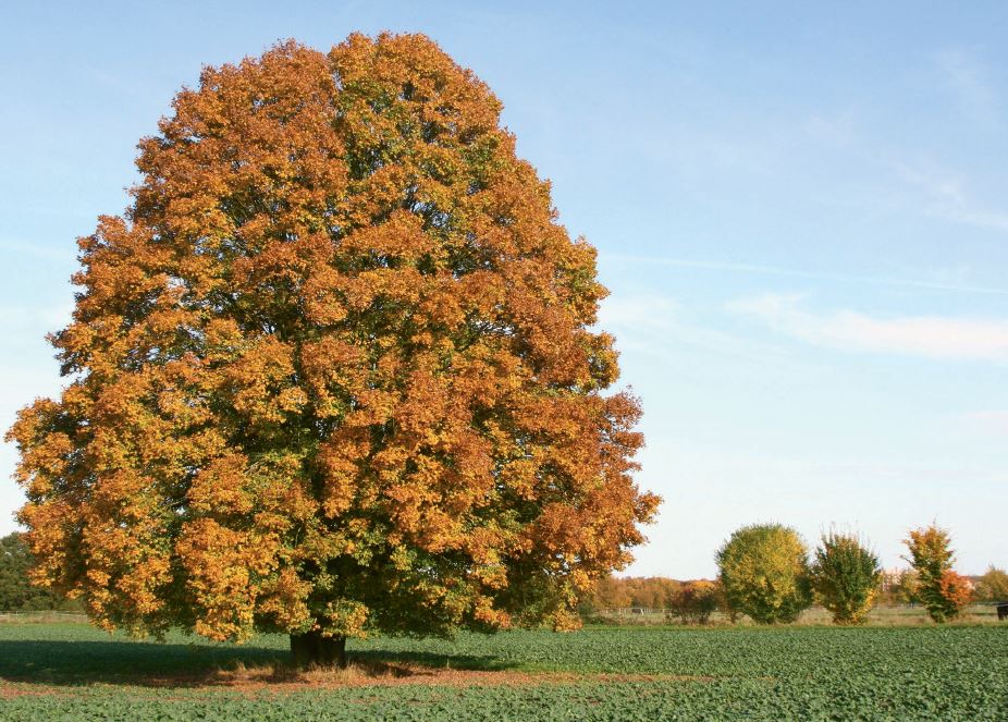 9783960463092_innenansicht_04.jpg