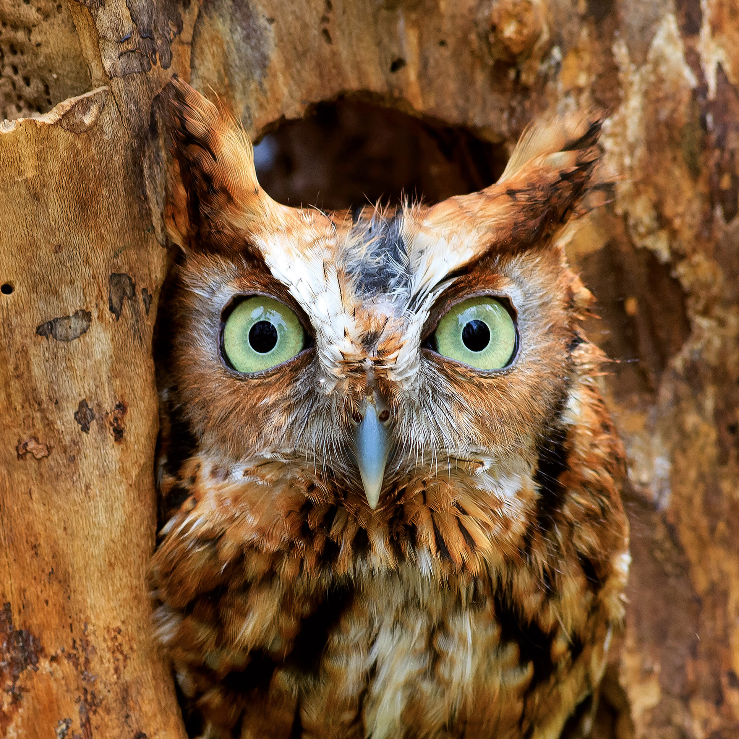 9783959295208_innenansicht_11 9783959295208_innenansicht_11.jpg