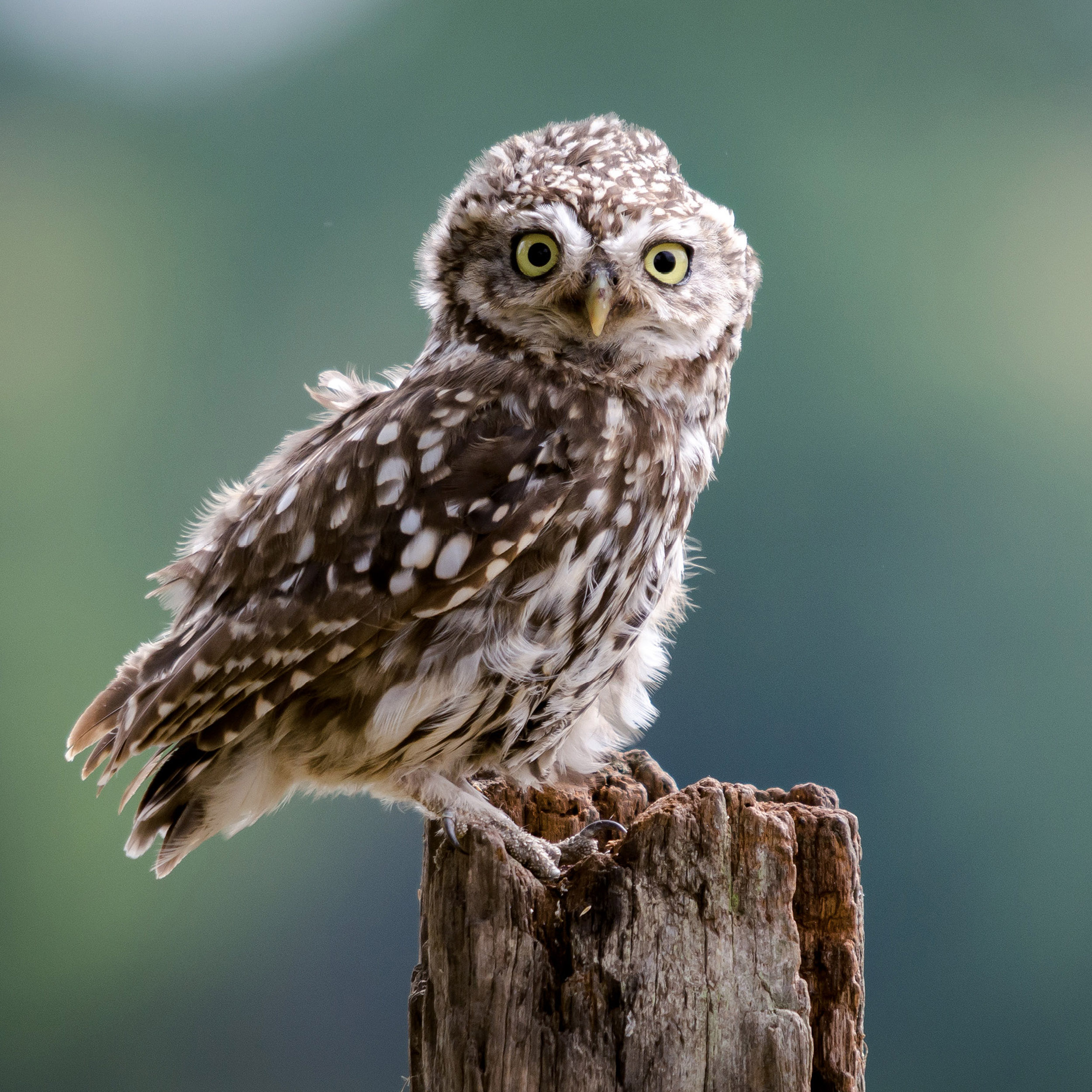 9783959295208_innenansicht_06 9783959295208_innenansicht_06.jpg