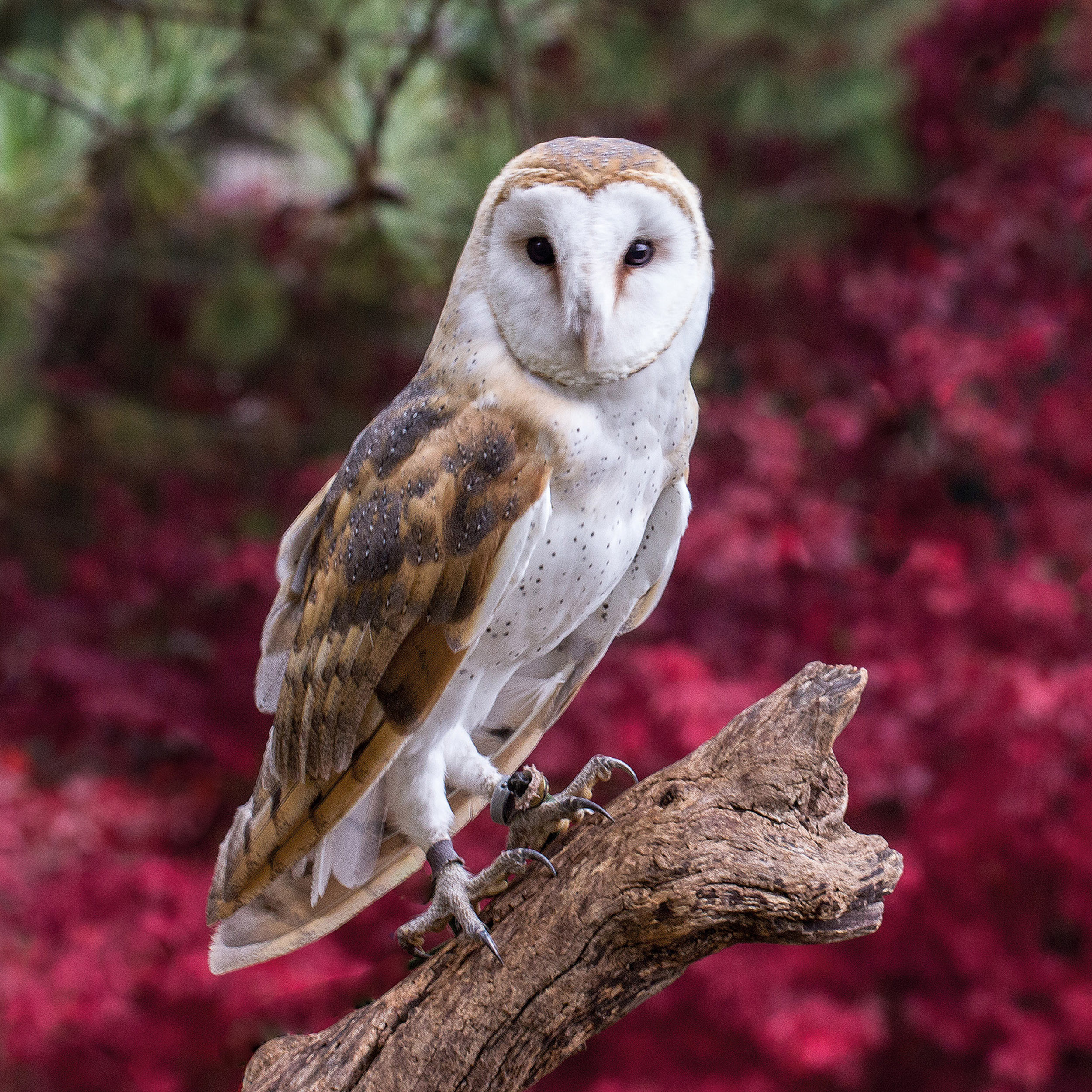 9783959295208_innenansicht_10 9783959295208_innenansicht_10.jpg