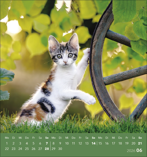 9783731884071_innenansicht_06 9783731884071_innenansicht_06.jpg