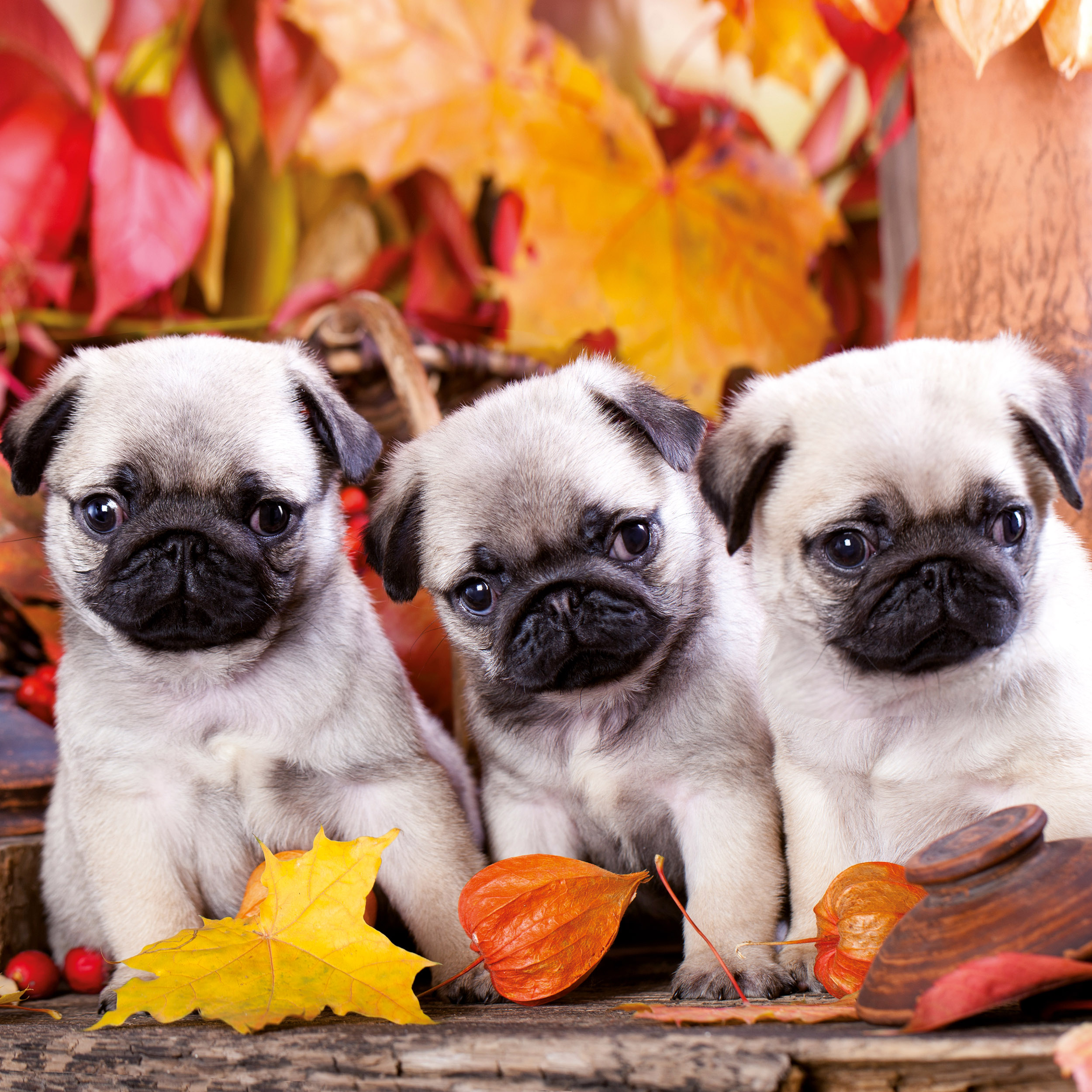 9783959295888_innenansicht_11 9783959295888_innenansicht_11.jpg